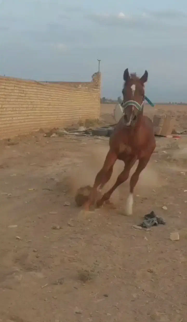 کره اسب نریون|اسب و تجهیزات اسبسواری|پاکدشت, پاکدشت (مامازند)|دیوار