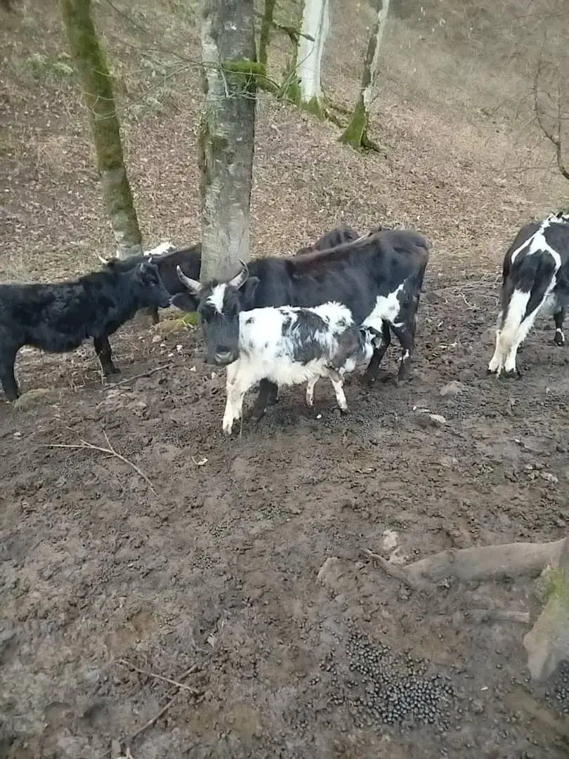 یک گاو با گوساله نر|حیوانات مزرعه|اسالم, |دیوار