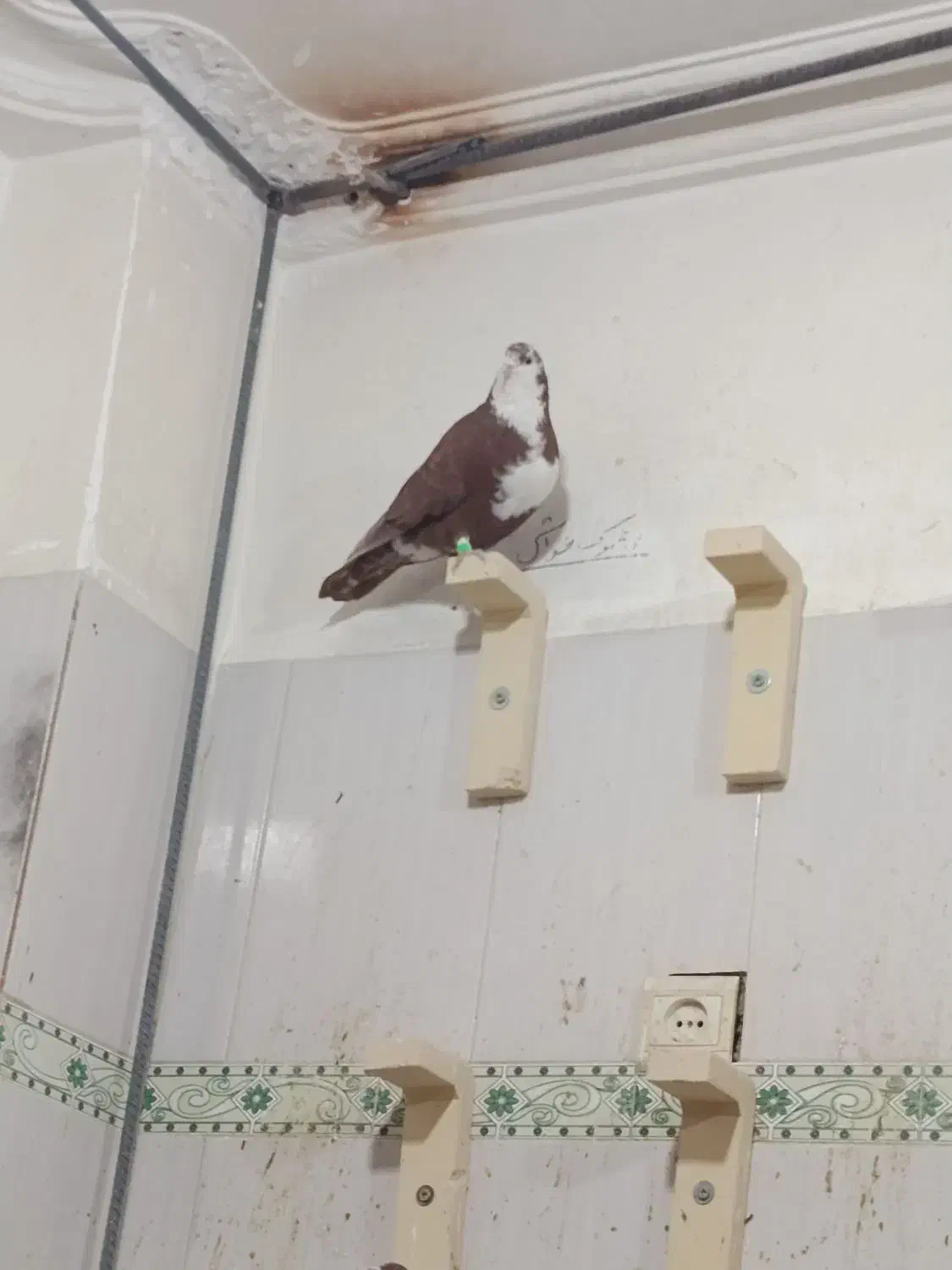 کبوتر|پرنده|خاش, |دیوار