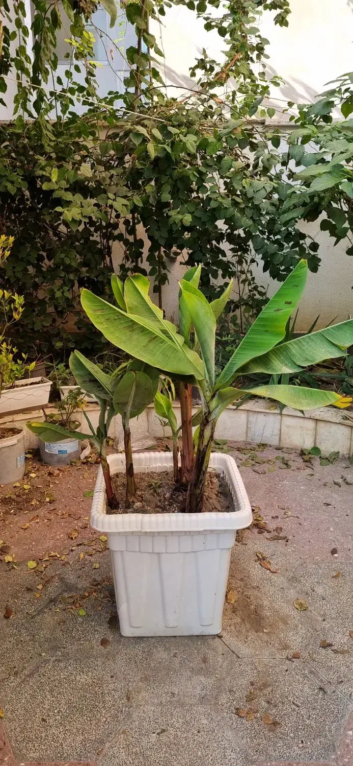 فروش نهال موز تزیینی|گل و گیاه طبیعی|بابل, |دیوار