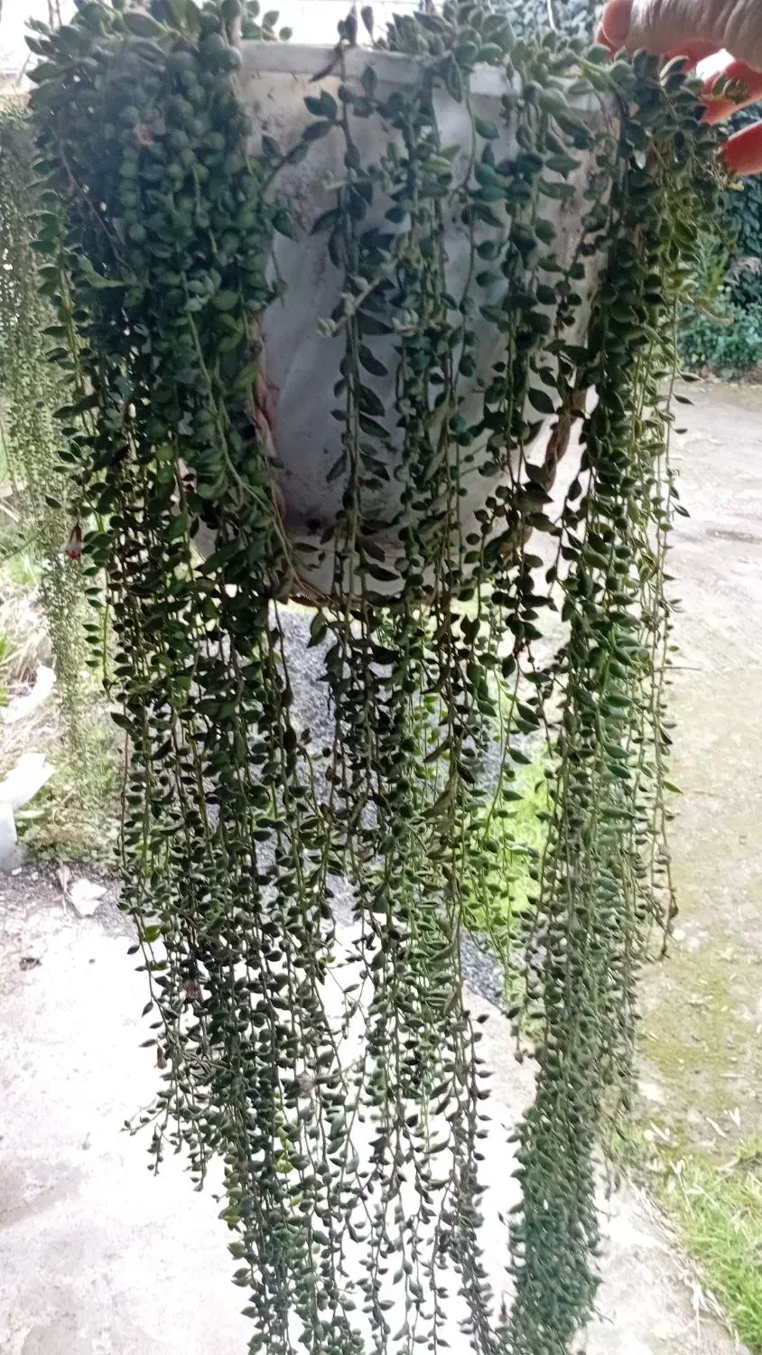 گلها و گیاهان خانگی|گل و گیاه طبیعی|لشت نشا, |دیوار