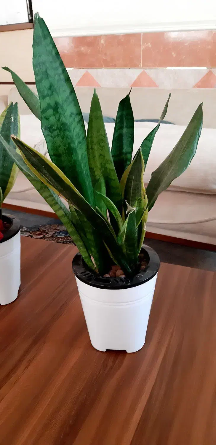 سانسوریا ابلق و سبز هیدروپونیک|گل و گیاه طبیعی|زابل, |دیوار