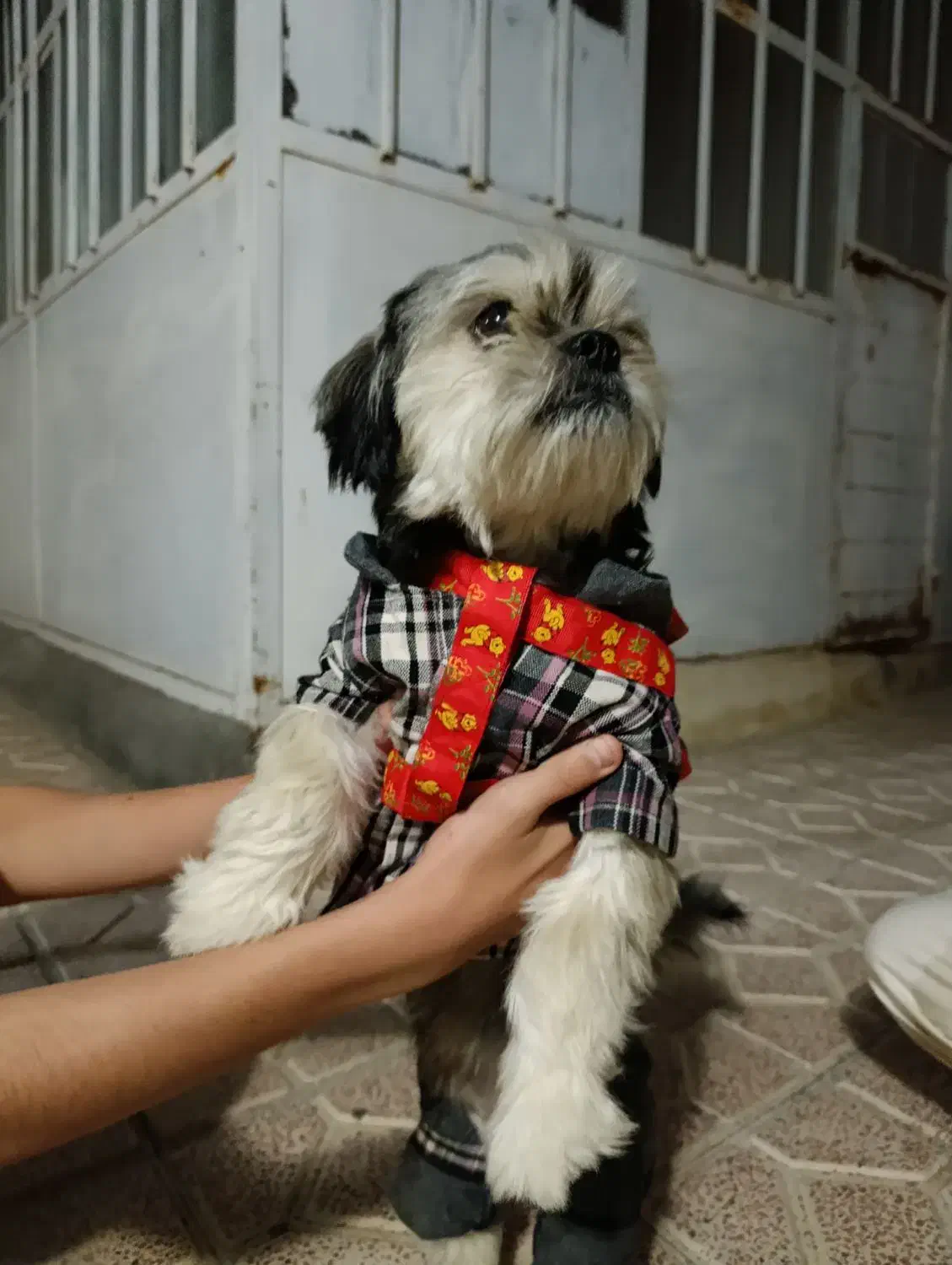 واگذاری رایگان شیتزو حرف گوش کن|سگ|پارسآباد, |دیوار