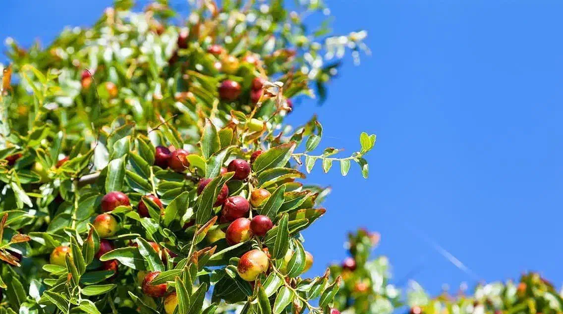 تولید نهال عناب ژاپنی|خدمات باغبانی و درختکاری|ابهر, |دیوار