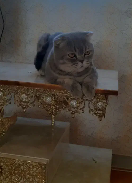 اسکاتیش نر|گربه|کرمانشاه, |دیوار