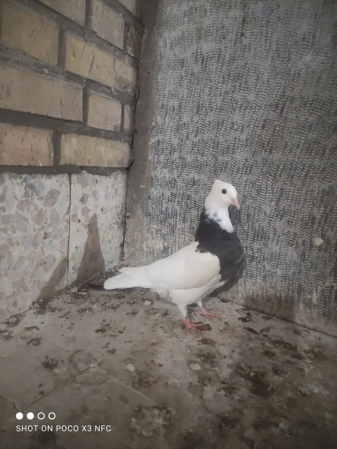 طوقی دوتا و سینه ای بچ|پرنده|دزفول, |دیوار