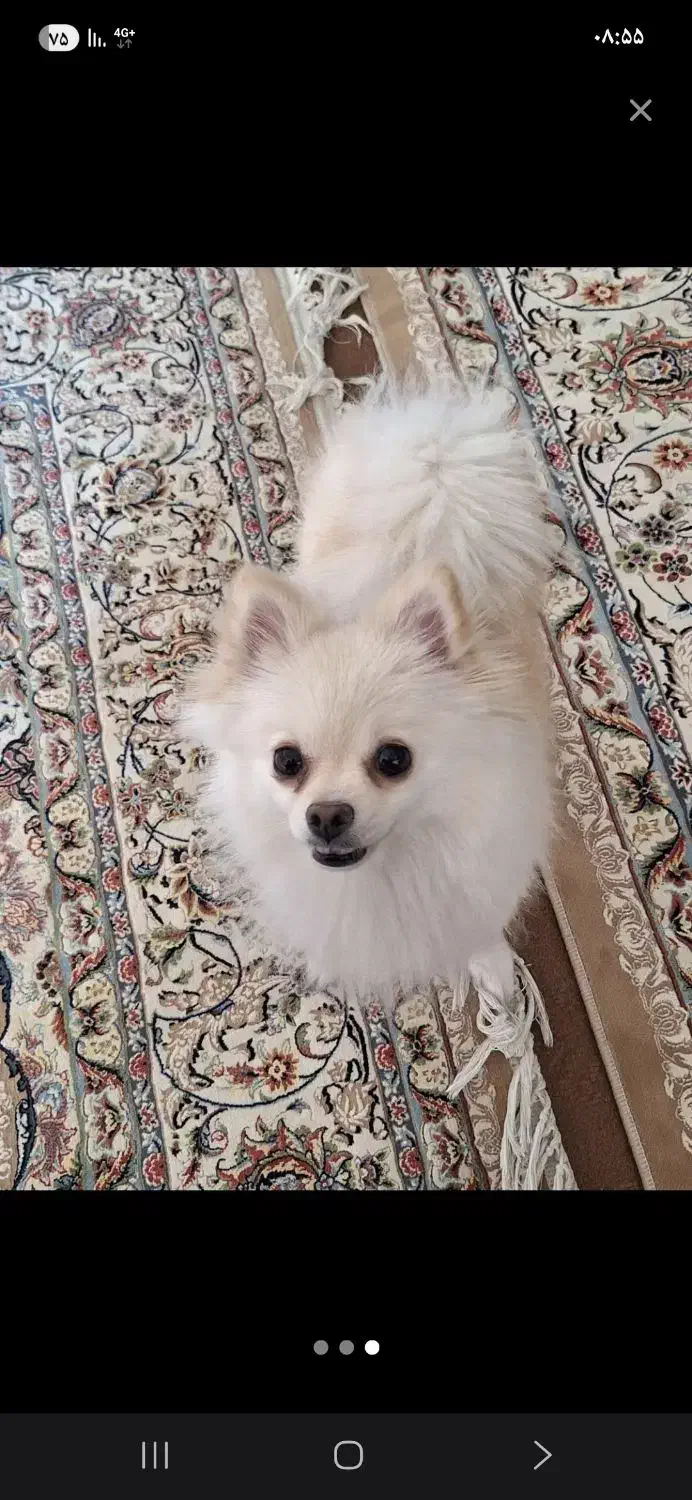 سگ پاپی گمشده|سگ|خمینیشهر, |دیوار