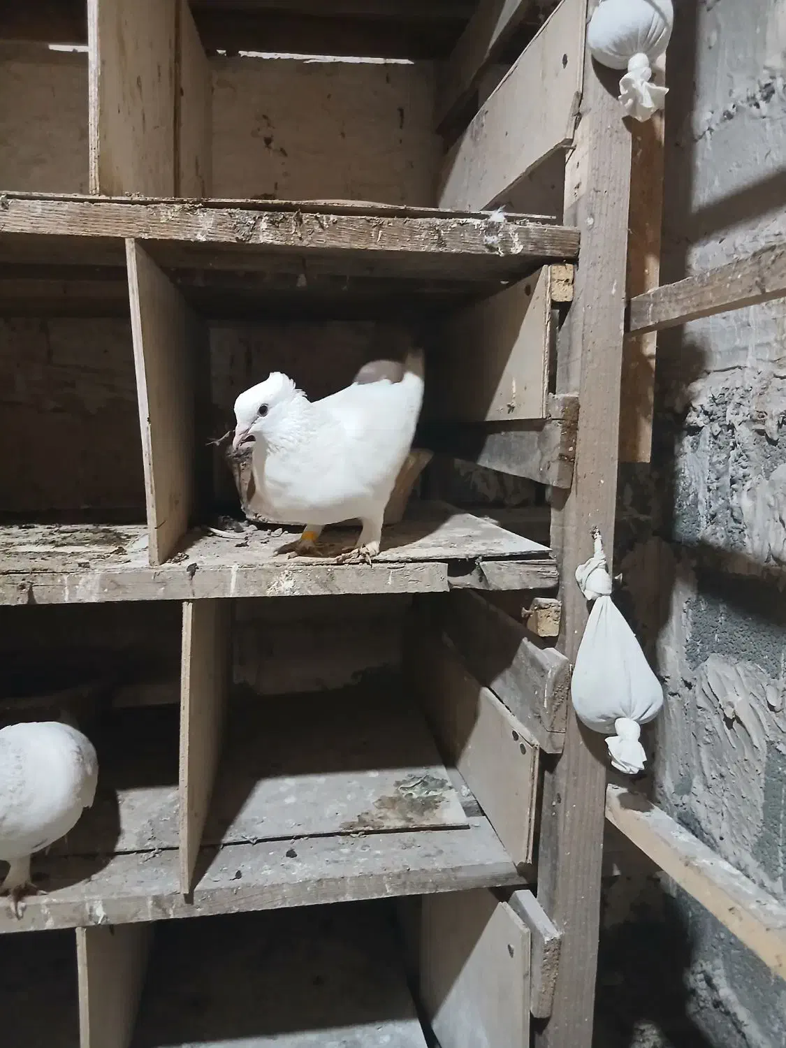 کبوتر دم سیاه|پرنده|املش, |دیوار