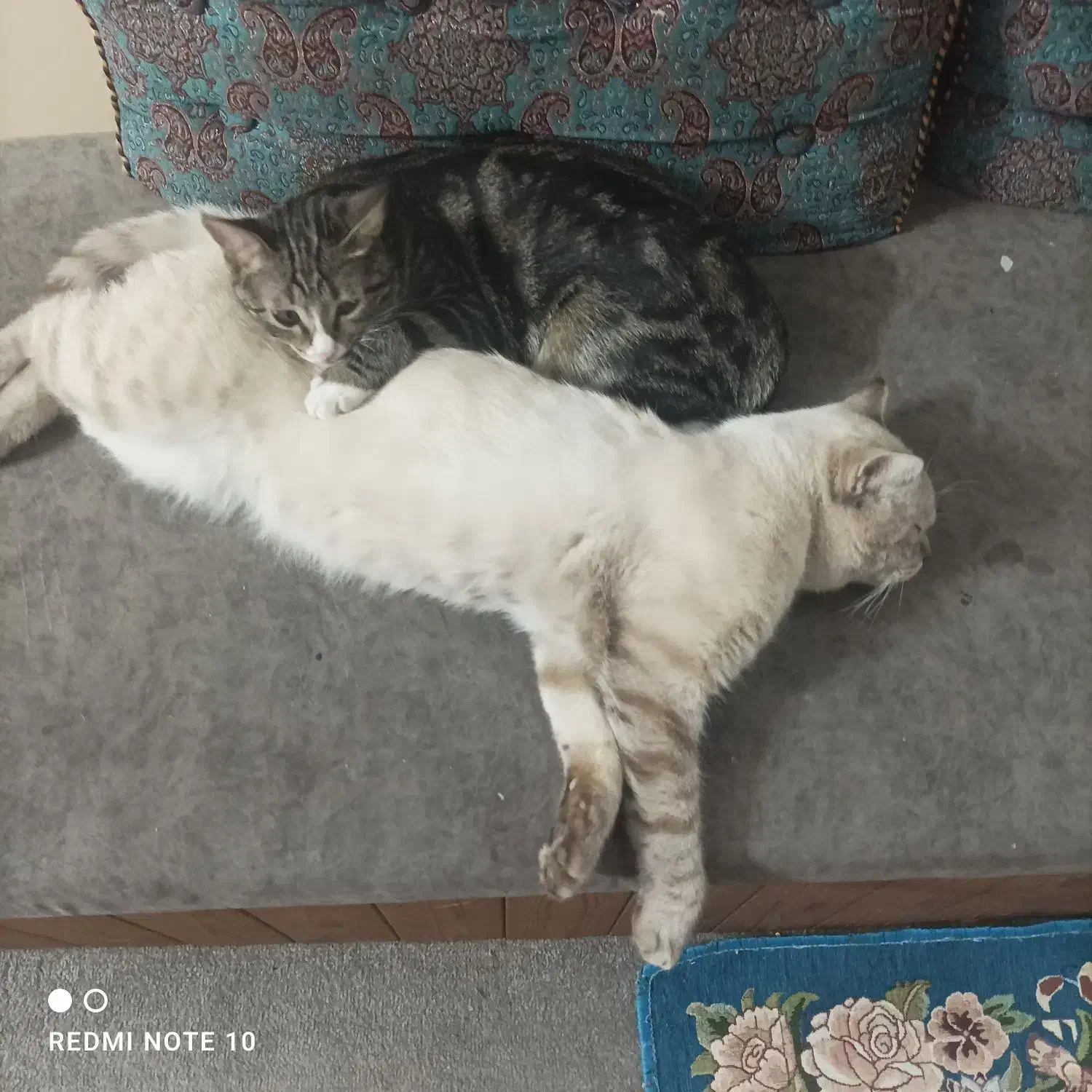 گربه نژاد بریتیش|گربه|یزد, |دیوار