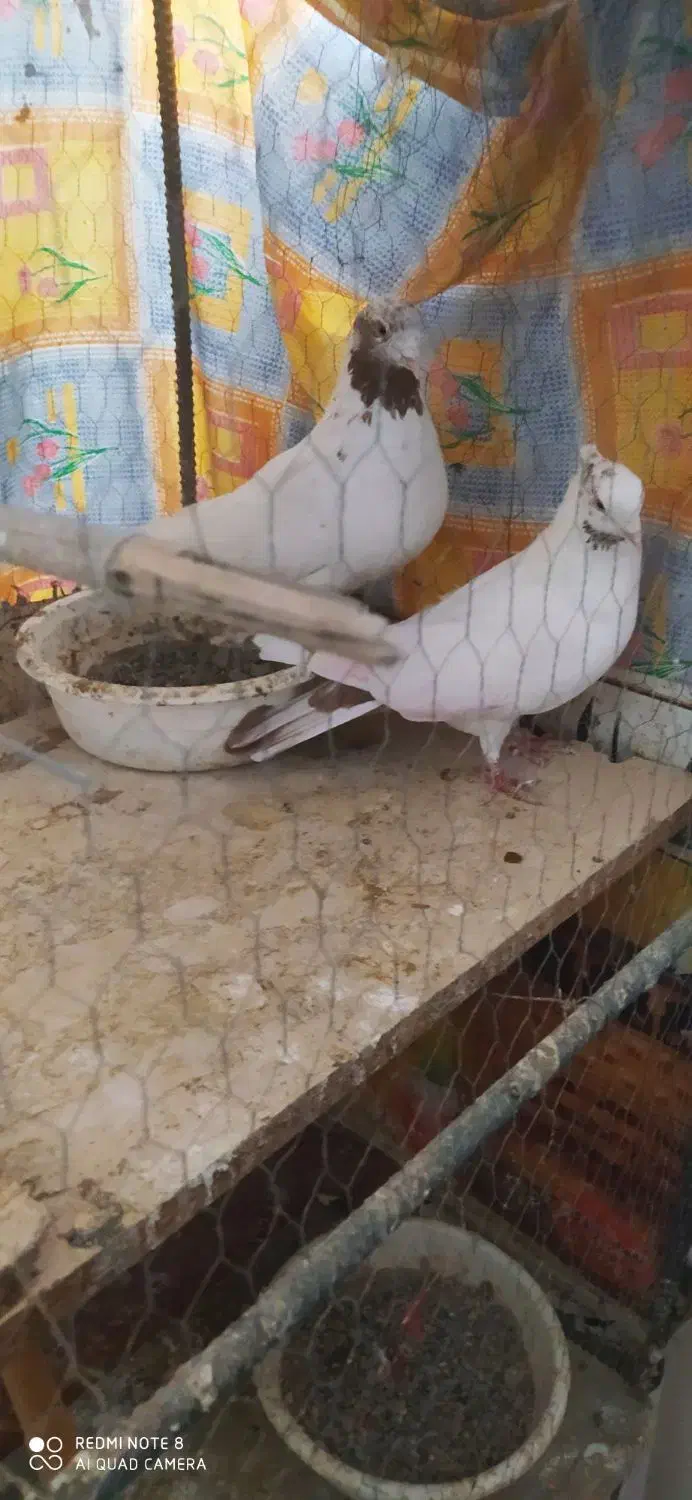 کفتر ماهرو|پرنده|قدس, هفت جوی|دیوار