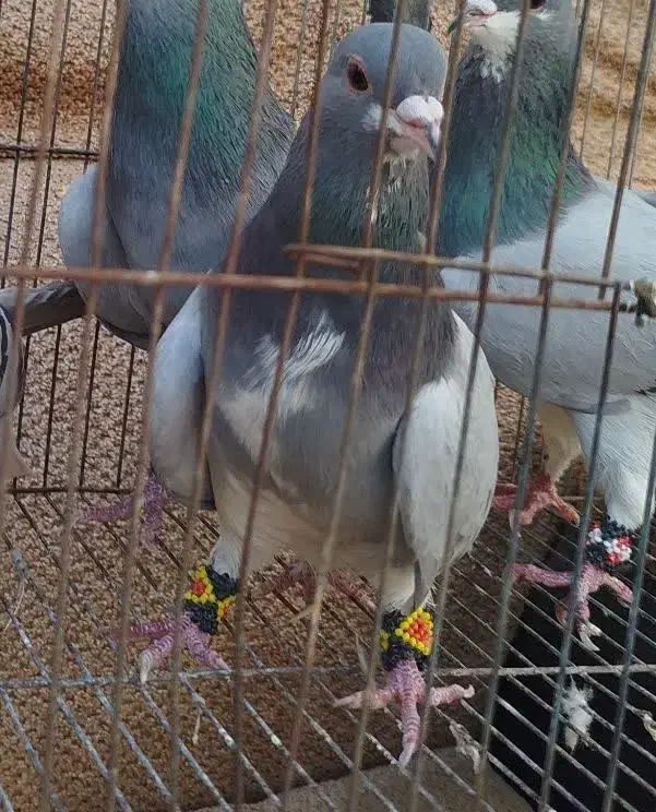 نر خرقه دمگیر دمپاک سر روس|پرنده|برخوار, |دیوار