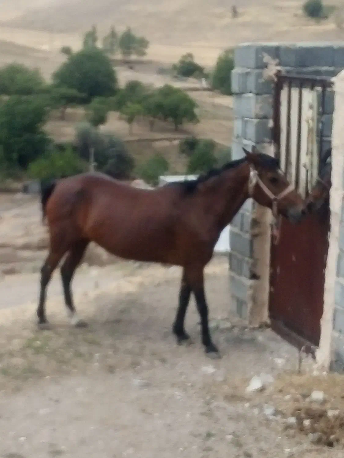 اسب‌‌ماده‌یورقه|اسب و تجهیزات اسب‌سواری|هشترود, |دیوار