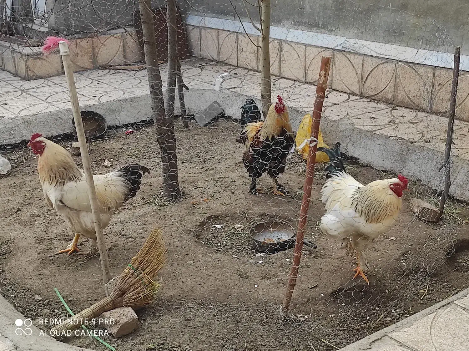 خروس برهما|حیوانات مزرعه|مشگین شهر, |دیوار