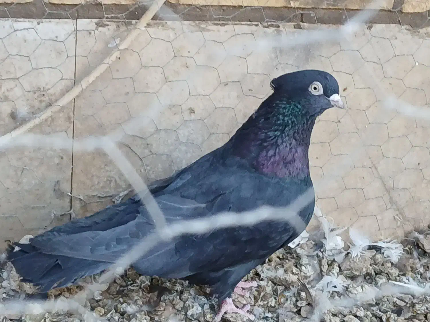 دوعددنر فروشی|پرنده|بافق, |دیوار