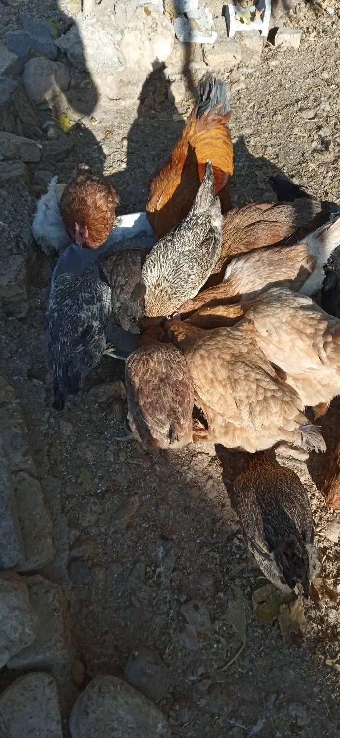 مرغ|پرنده|خرامه, |دیوار