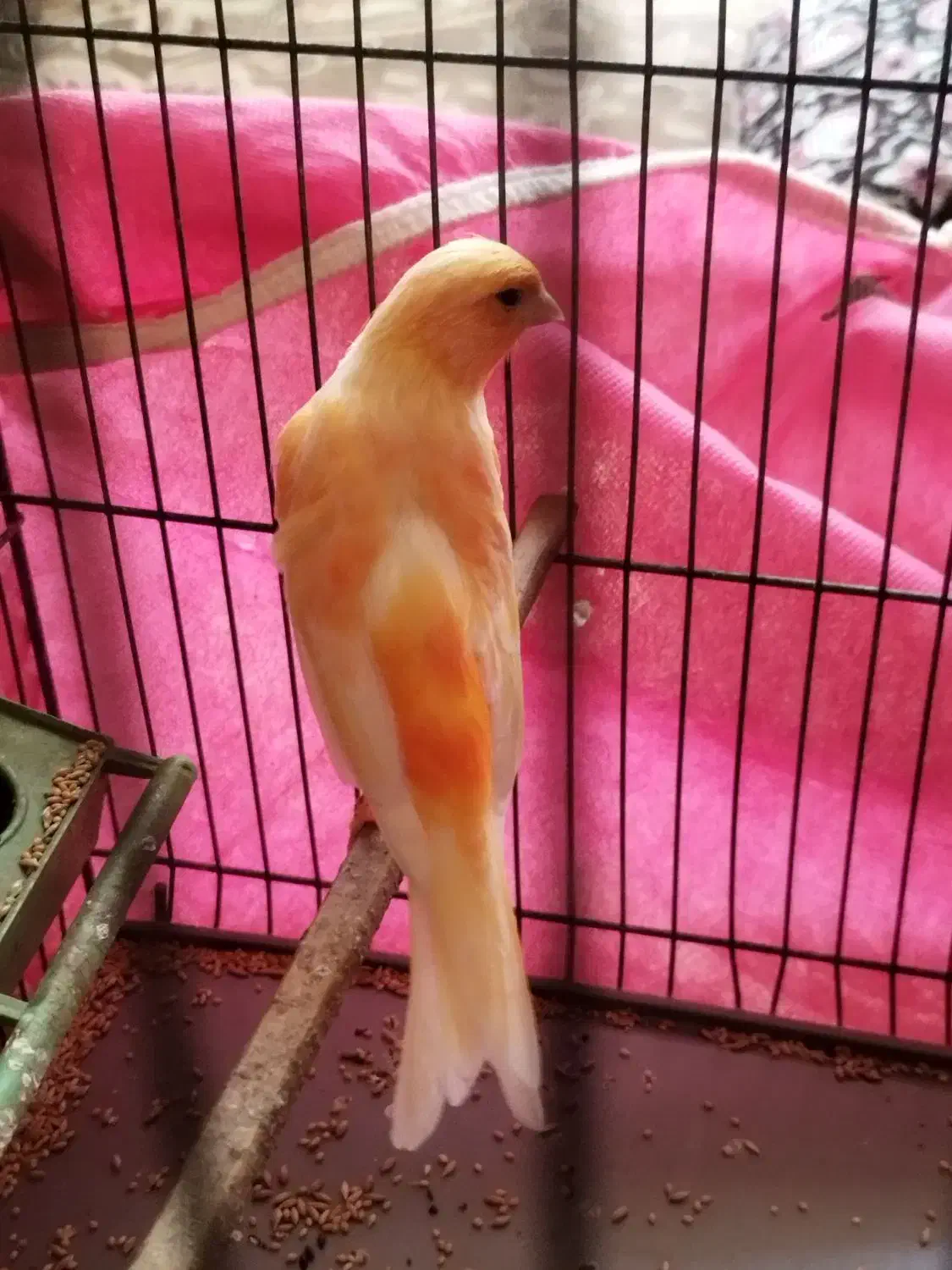 قناری نر|پرنده|کرمان, |دیوار