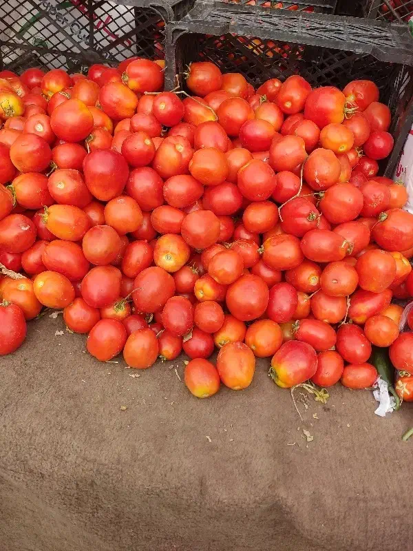 گوجه قیمت خرید|حراج|ساوه, |دیوار