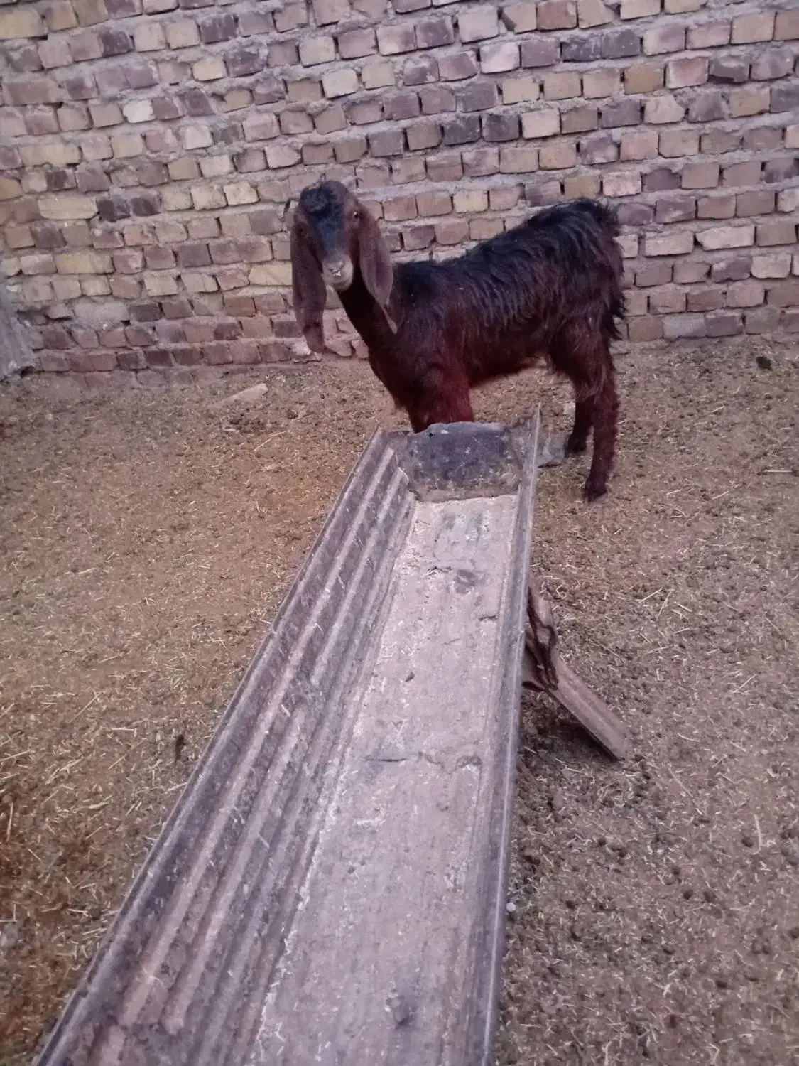 ۲ عدد بزغاله ماده جنس دار فروشی|حیوانات مزرعه|تربت جام, معدآباد|دیوار