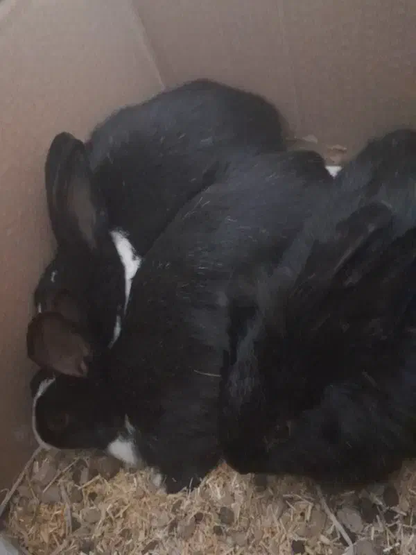 خرگوش|موش و خرگوش|بجنورد, |دیوار