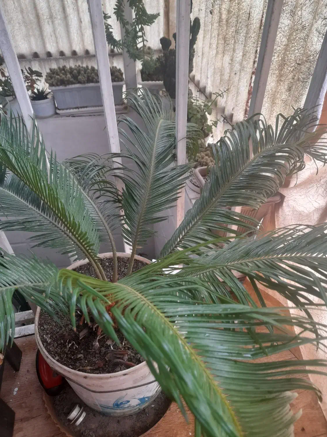 سیکاس ۱۸ ساله|گل و گیاه طبیعی|رشت, جانبازان|دیوار