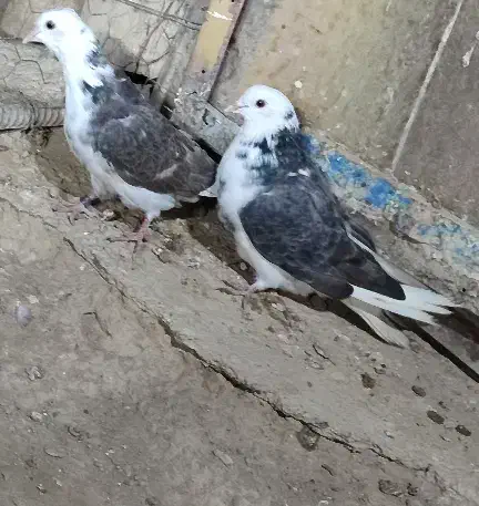 کبوتر|پرنده|مهاجران, |دیوار