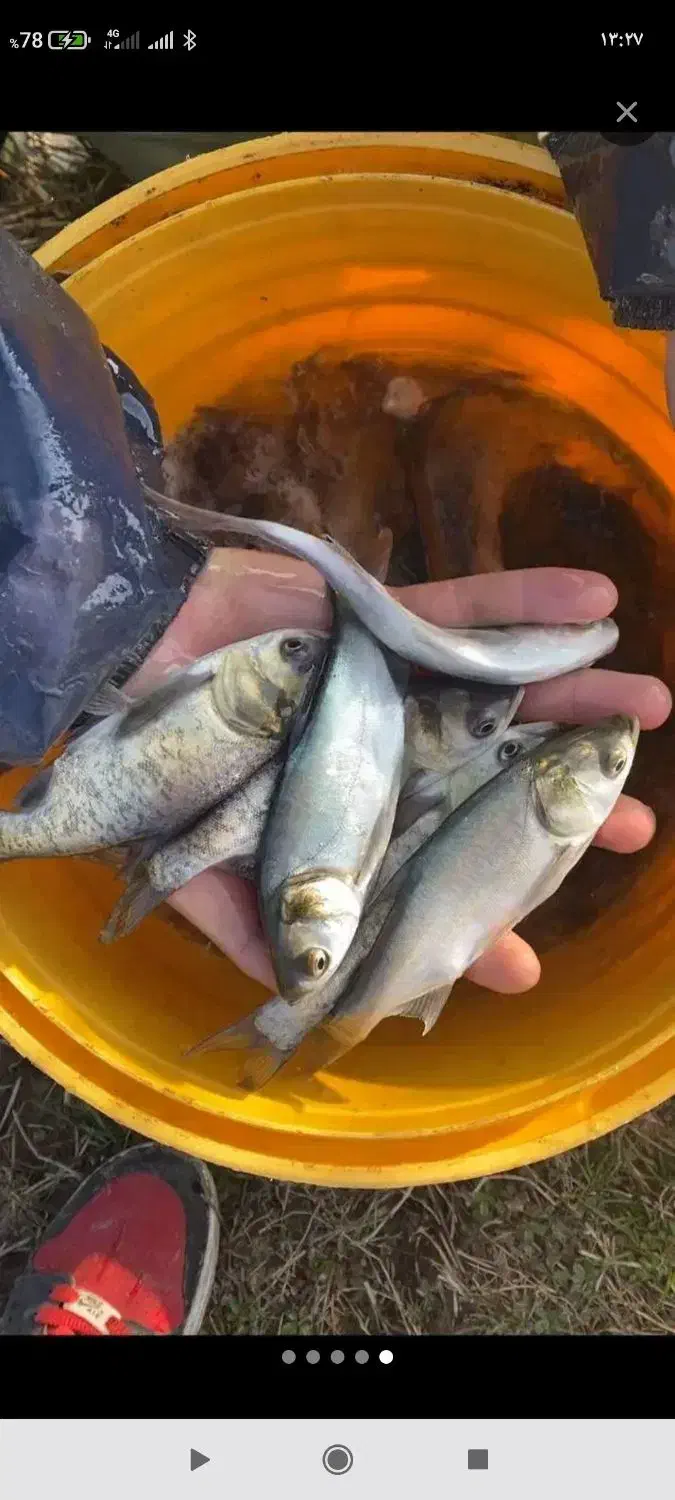 ماهی|ماهی|لنگرود, |دیوار