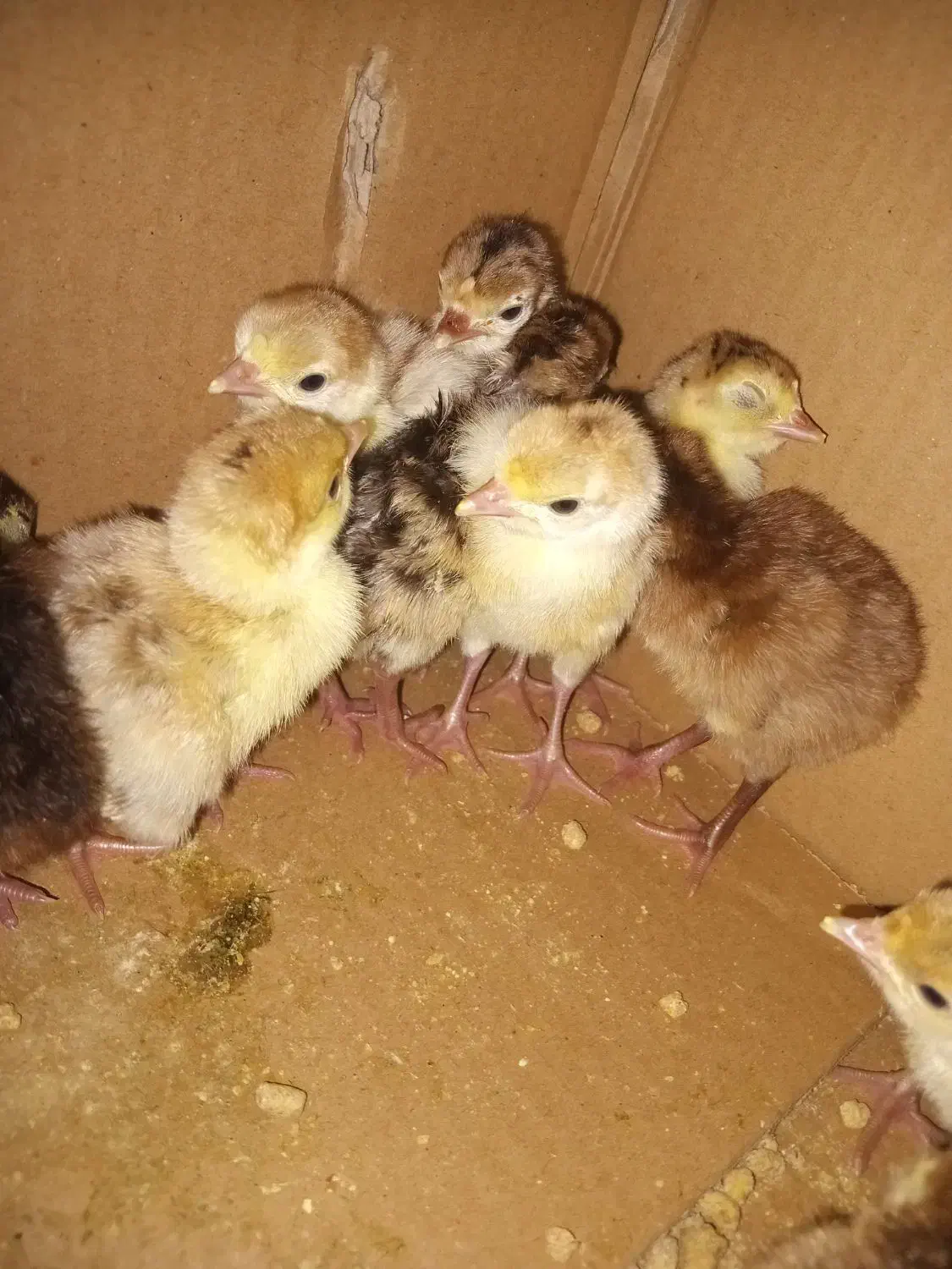 جوجه بوقلمون ۱ روزه|حیوانات مزرعه|تویسرکان, |دیوار