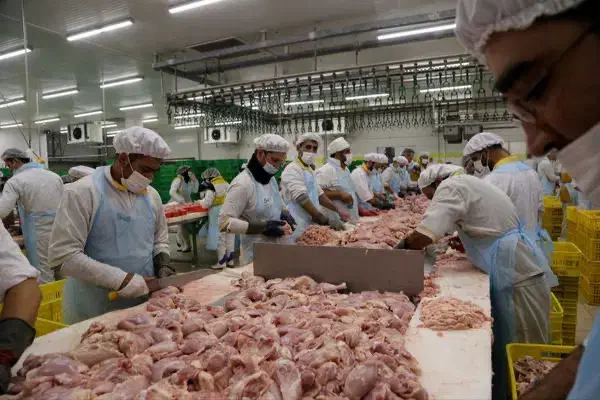 قطعه بندی مرغ|استخدام معماری، عمران و ساختمانی|نجفآباد, یزدانشهر|دیوار