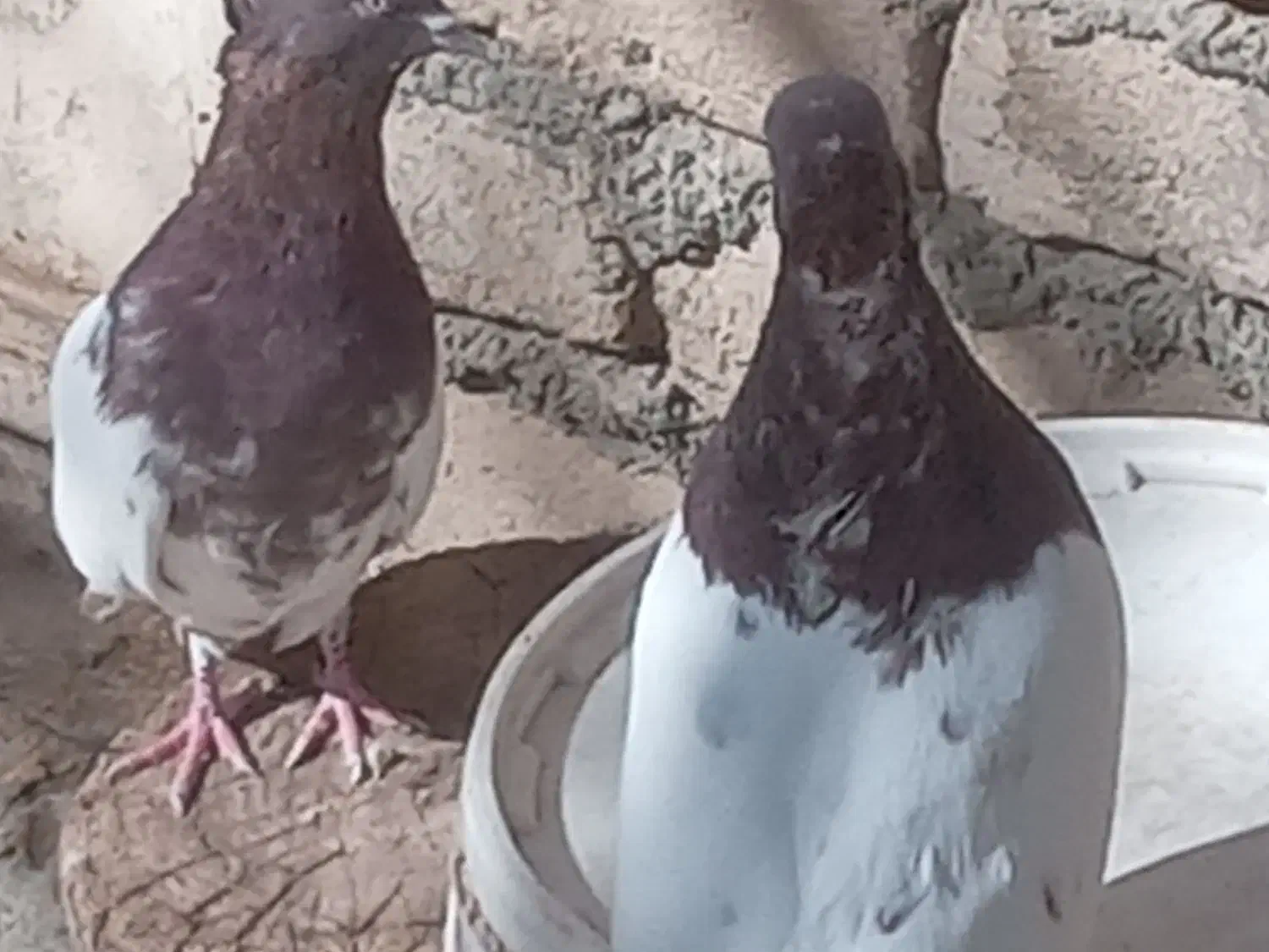 کبوتر کله ای|پرنده|سیلاخور, |دیوار