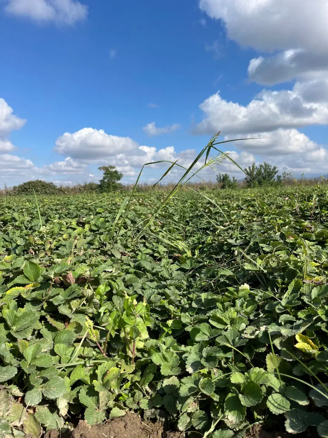 نهال توت فرنگی|خدمات باغبانی و درختکاری|دلند, |دیوار