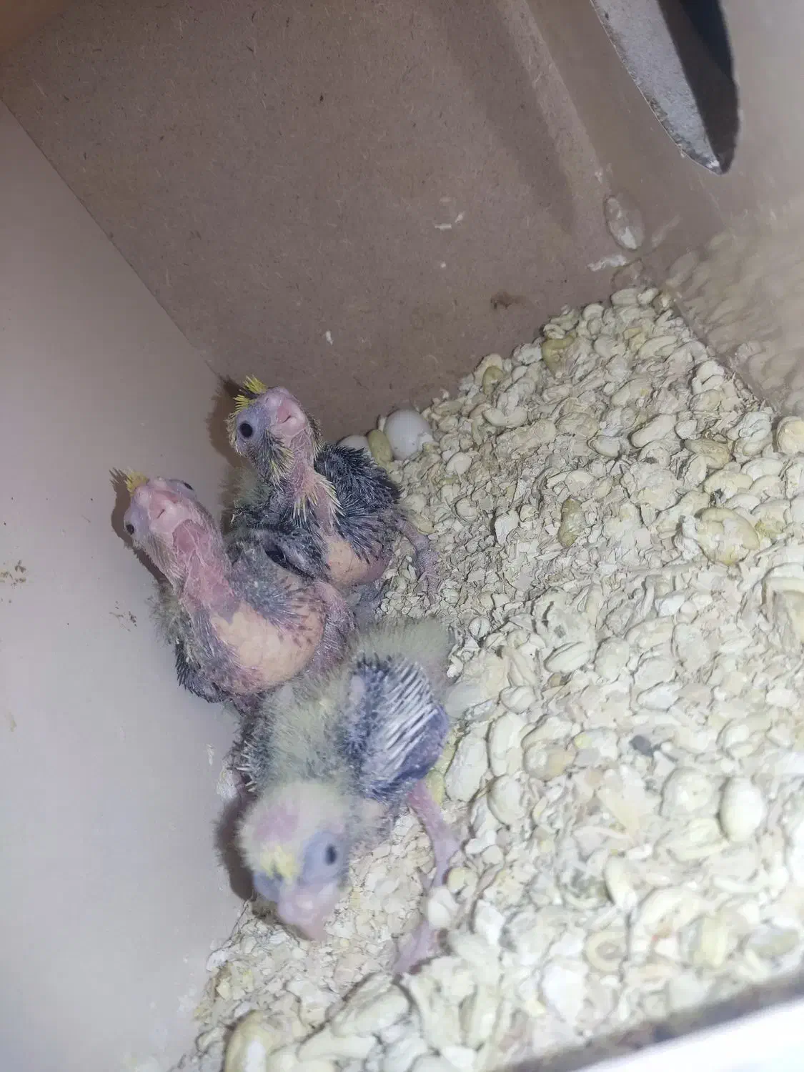 جوجه عروس هلندی|پرنده|اشنویه, |دیوار