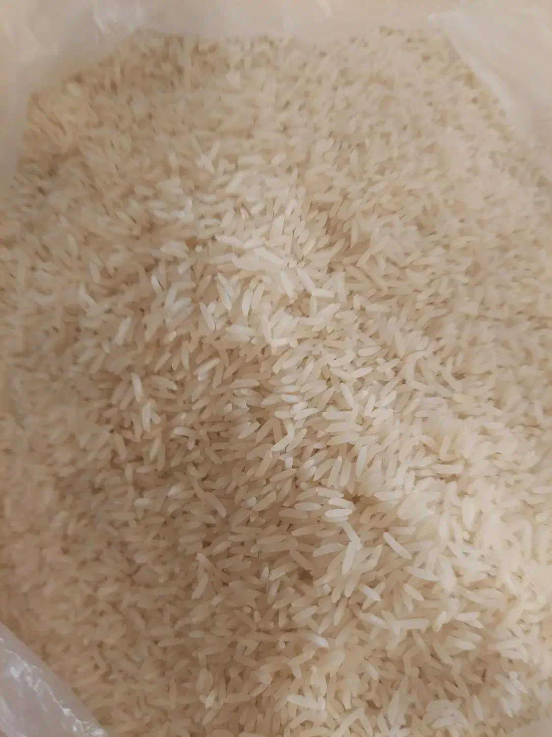 برنج تارم شمال|خوردنی و آشامیدنی|شیراز, قدوسی شرقی|دیوار