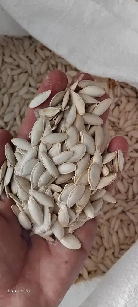 تخمک کدو|عمده‌فروشی|فیروزآباد (فارس), |دیوار