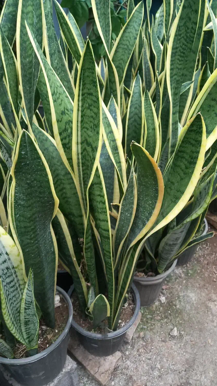 فروش گلهای آپارتمانی|گل و گیاه طبیعی|شلمان, |دیوار