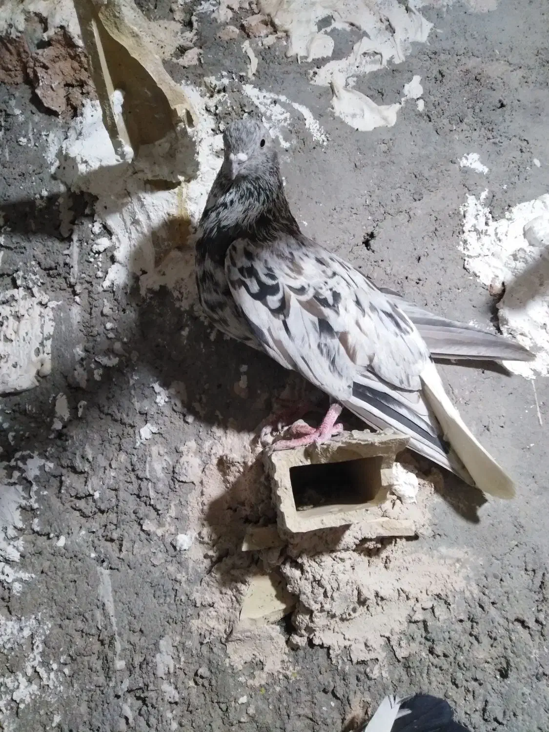 نرو ماده دم سفید نر سرور ماده سیاه|پرنده|اصفهان, شفق|دیوار