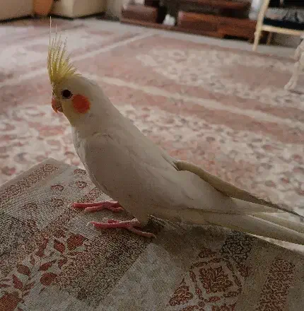 دو عدد جوجه عروس هلندی لوتینو دو ماه و نیم|پرنده|تهران, دانشگاه شریف|دیوار