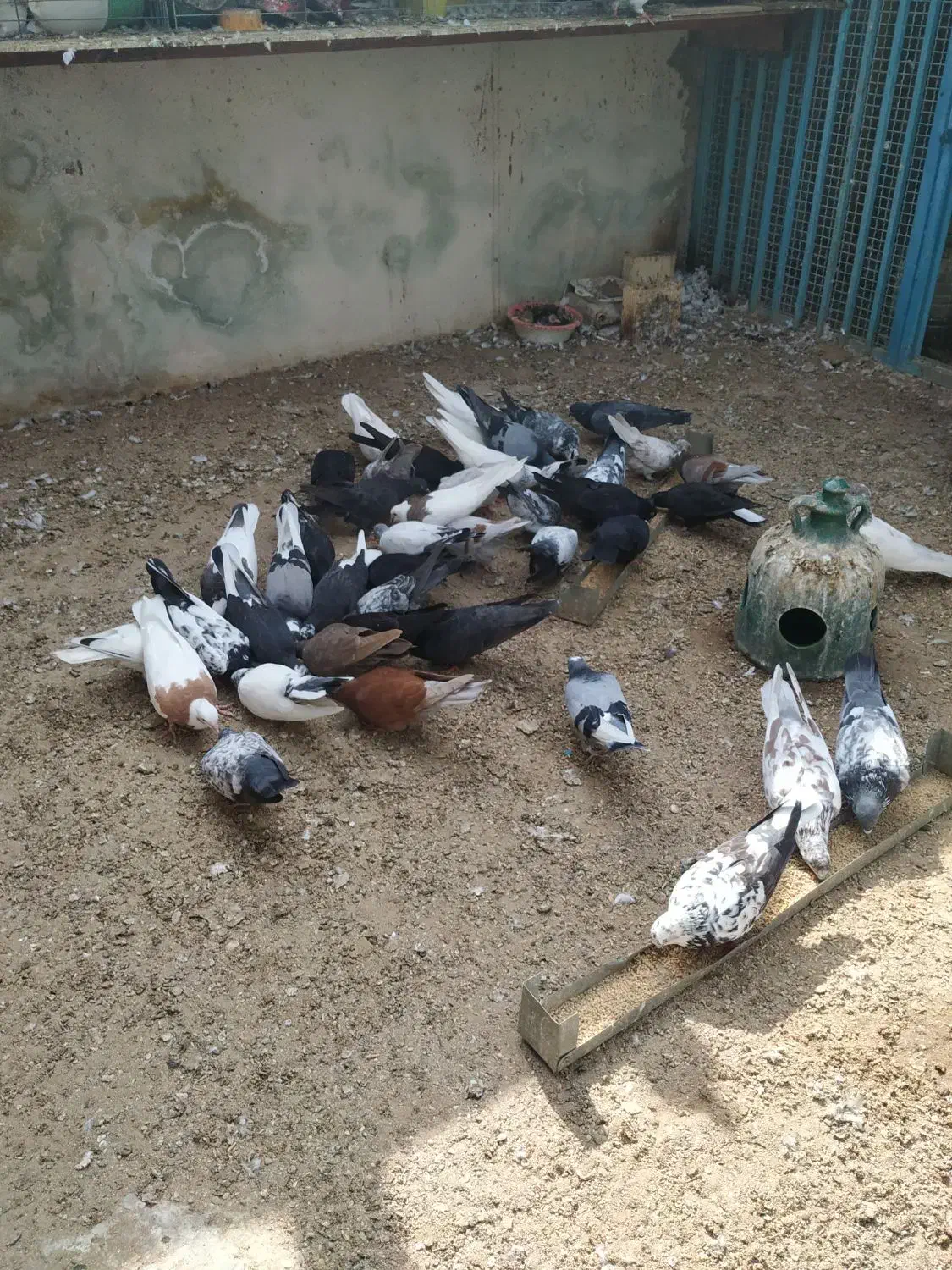 فروش کبوتر|پرنده|قشم, |دیوار