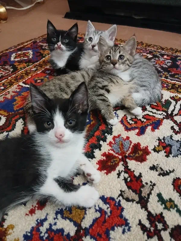 گربه|گربه|سراب, |دیوار