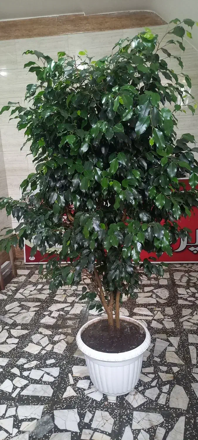 بنجامین لاکچری و سرحال آماده زیبا کردن منزل شما|گل و گیاه طبیعی|رشت, پل تالشان|دیوار