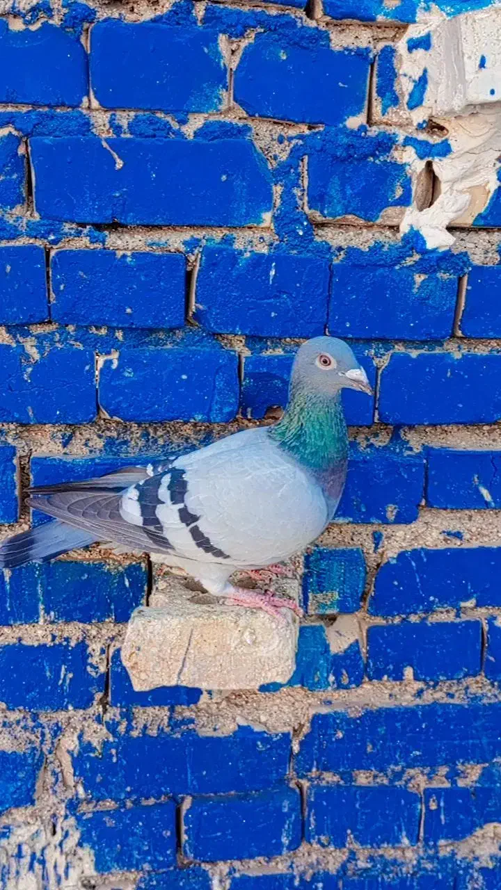 کفتر پرنده3تا ماده پلاکی درجه یک|پرنده|کارون, |دیوار