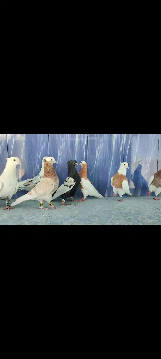 کفتر رنگی جهرم|پرنده|شیراز, ترمینال باربری|دیوار