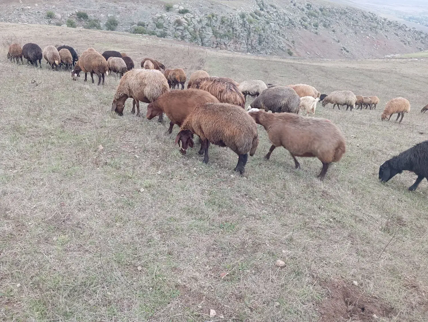 ۵۰عدد گوسفند بره دار. یلنی آبستن|حیوانات مزرعه|سرعین, |دیوار