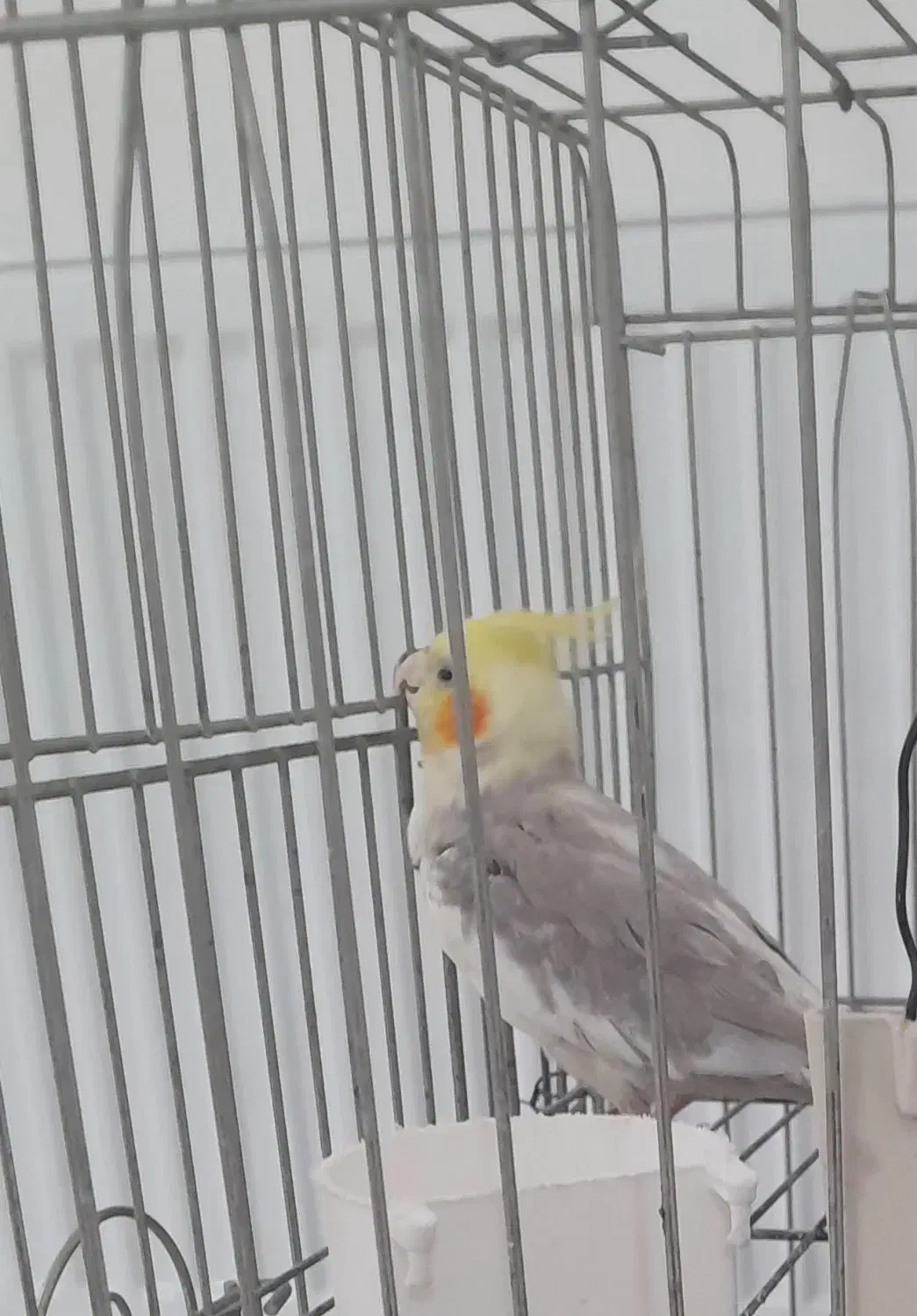 یک جفت عروس هلندی مولد|پرنده|ماهدشت, |دیوار