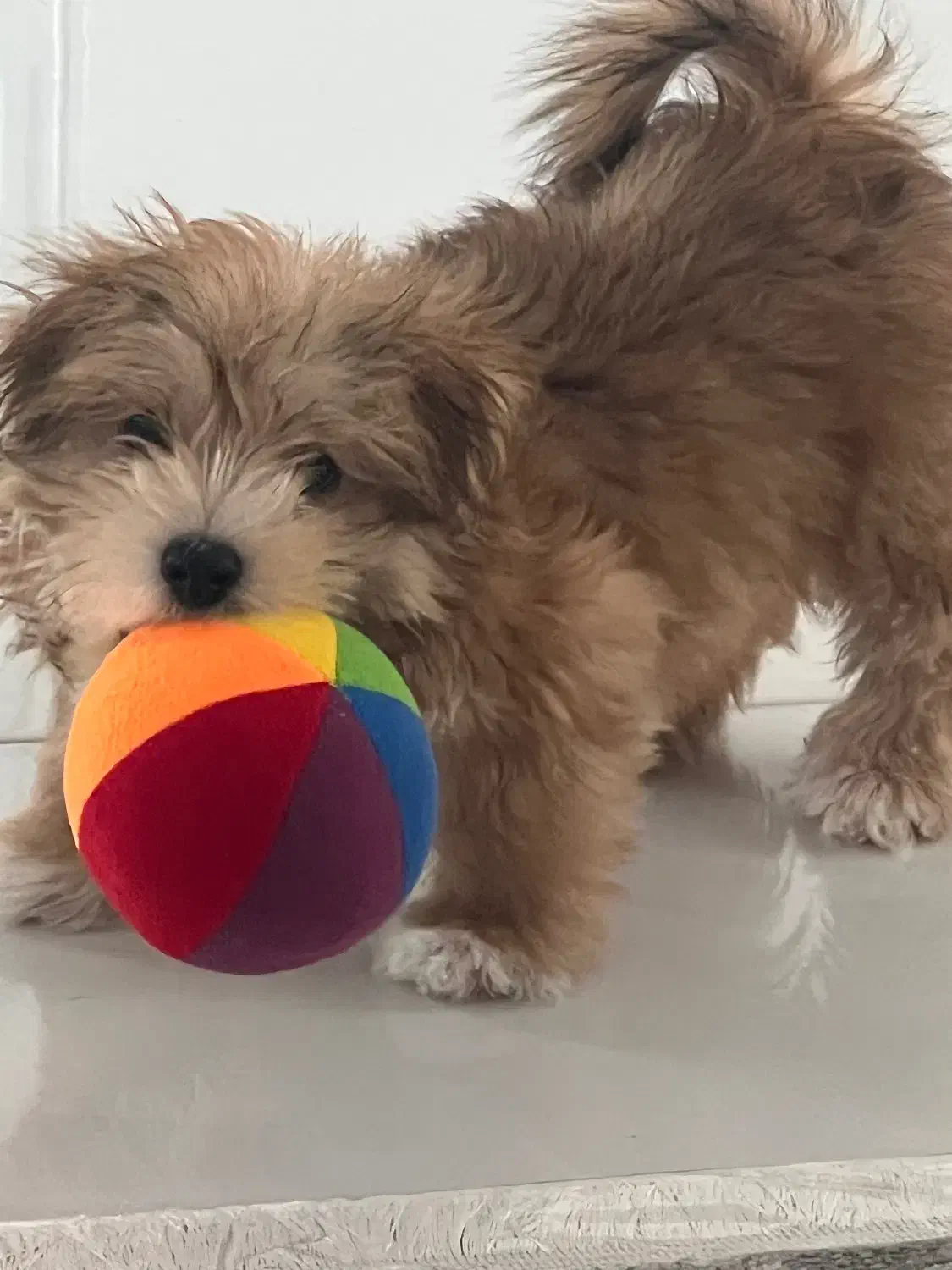 واگذاری سگ نژاد دار|سگ|لاهیجان, حاجی آباد|دیوار