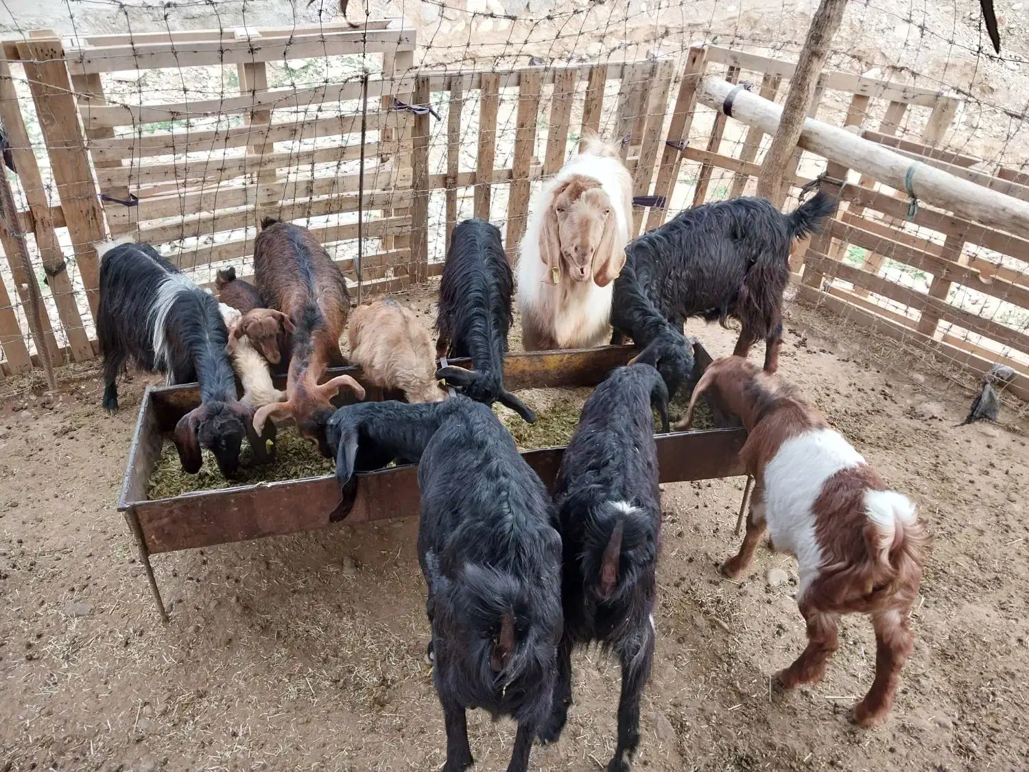 بز بزغاله|حیوانات مزرعه|مهران (ایلام), |دیوار