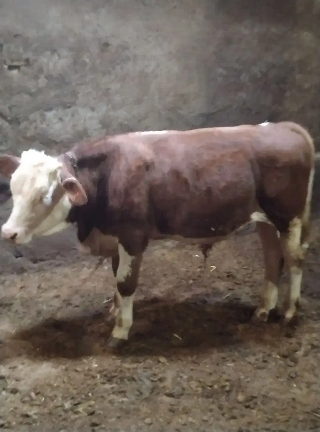 سه عدد گوساله سیمنتال دوتا نرویکی ماده ممتاز|حیوانات مزرعه|تخت سلیمان, |دیوار