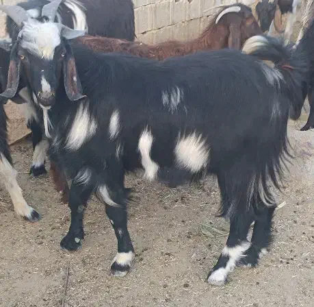 کهره نر چاق|حیوانات مزرعه|لار, |دیوار