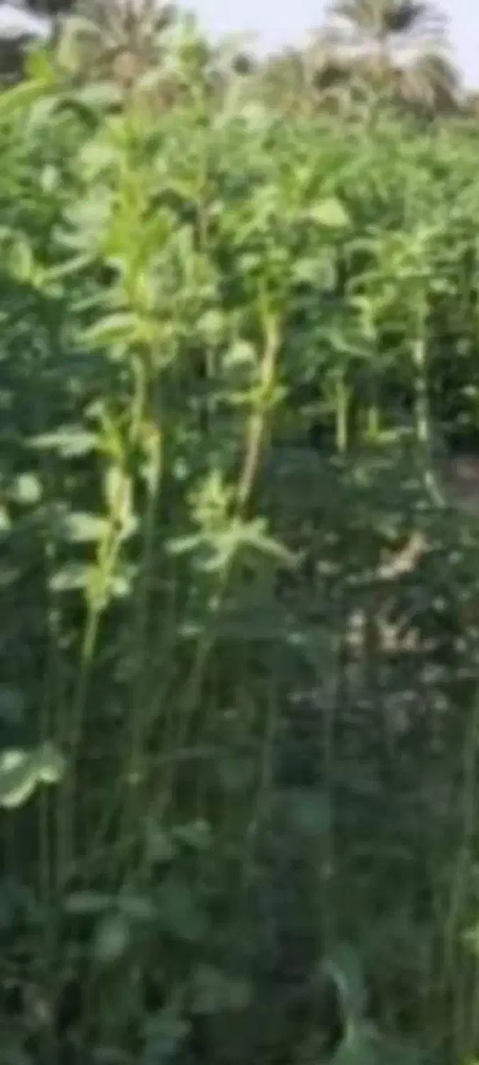 فروش بذر یونجه گرمسیری کل استان کشاورز|خدمات باغبانی و درختکاری|نرماشیر, |دیوار