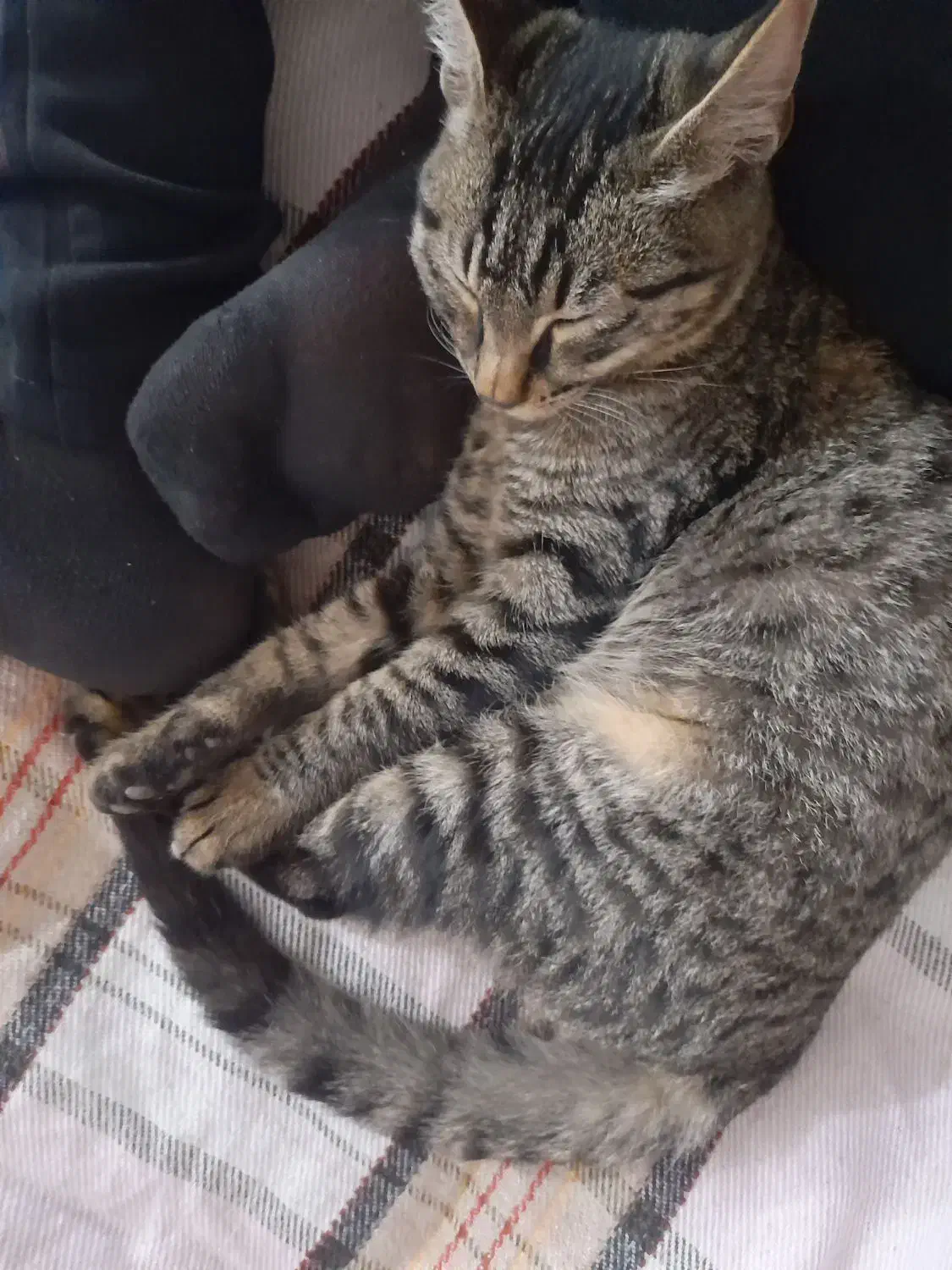 گربه گمشده بهمراه مژدگانی|حیوانات|مینودشت, |دیوار