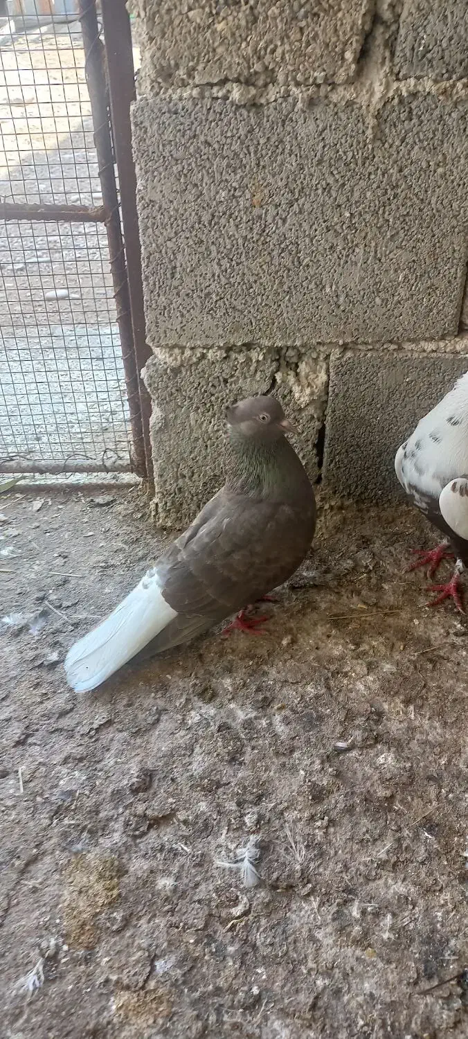 دمی|پرنده|سعدآباد, |دیوار